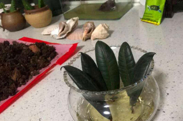  [过时]养绿萝已经“过时”了，现在流行“叶插”3种树，耐旱耐阴颜值高