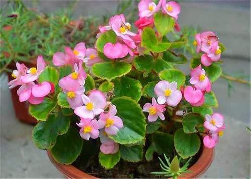 『艳丽』四季海棠“4喜3怕”，学会了花朵艳丽开爆盆，1年能开365天