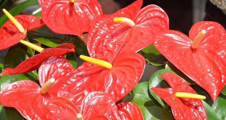  『红掌』喜欢在家中和庭院养护花卉，就选择5种花卉，花朵艳丽，花期长