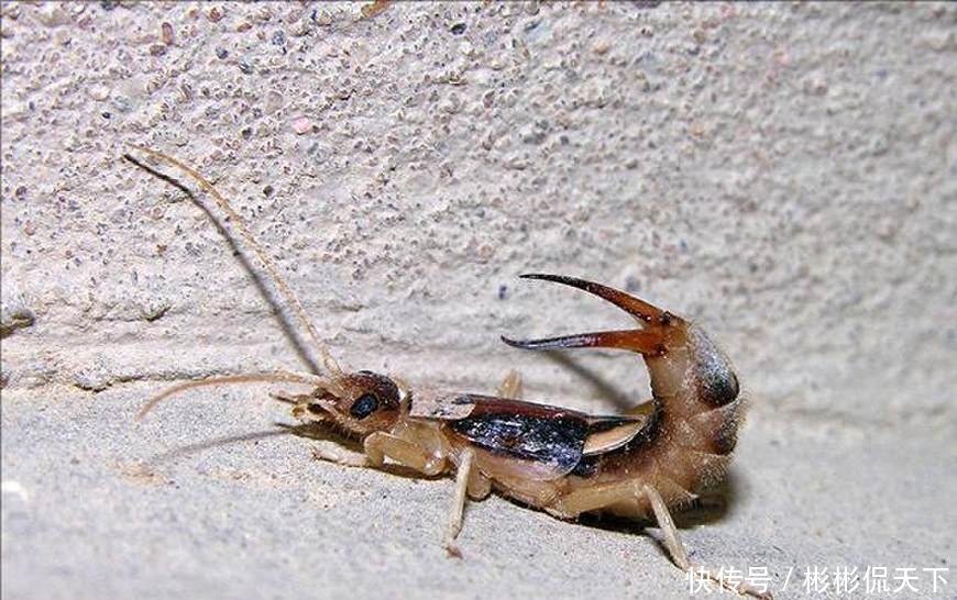 农村的孩子都认识这“蝎子它大舅”，凶狠无比遇到要遭殃