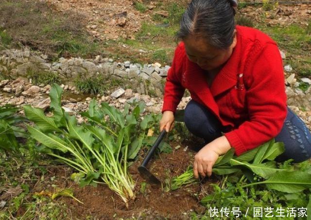 此草人称“吐血草”，农民割去喂猪，真可惜！却不知它能止血祛瘀