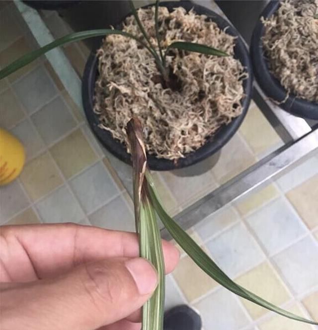  呼呼：兰花叶尖干枯烂根怎么办?做好这几步就死不了,新芽还呼呼冒