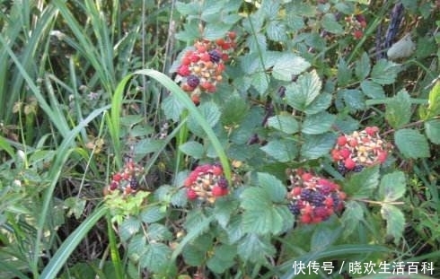 农村小孩都喜欢的野果，价值非常珍贵，价格高达80元