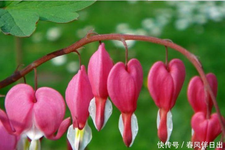 『铁线蕨』养花就养这几款,一年四季开花不断,花大色艳很漂亮,谁养谁爱