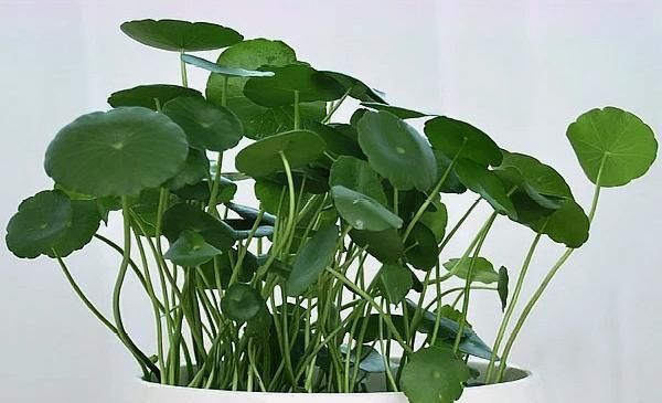  长爆：人家的铜钱草，几天就能长爆盆，原来是用这个方法养的！