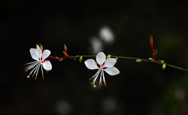  『养花』新手养花，不如养观赏精品：山桃草，花变色，形似蝴蝶