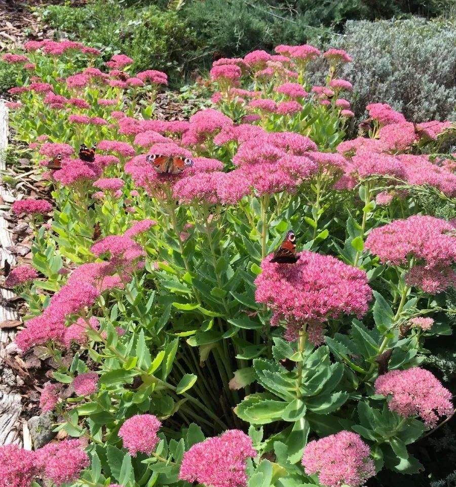 【慎养】这花要慎养,每年砍掉3麻袋,照样蹭蹭长!