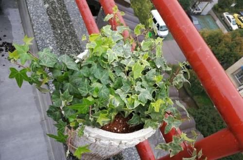  「虎皮兰」在家种这“5种花”，不仅漂漂亮亮、有生气，还能净空气、除螨虫