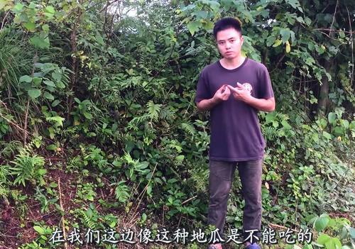 山里野地瓜熟了，红彤彤的很诱人，但是这种野地瓜吃了会有事