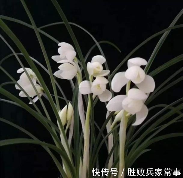  幽香■“莲瓣素心第一花”，花色纯白无暇，气味幽香持久，兰市中的宠儿