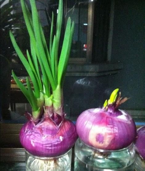 「蔬菜」三种蔬菜,盆栽水培都不错,一个月爆盆,好看又好吃,比花还美