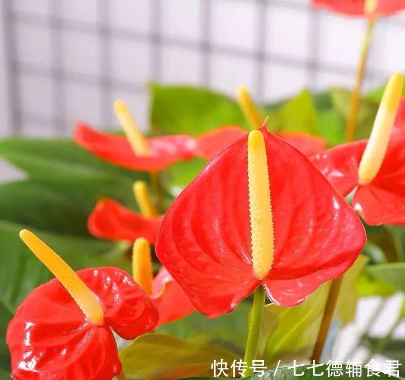  [冬季室内]离过年只剩十几天，这15种花年味十足，再不准备就迟了