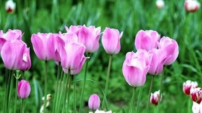  『控制』控制花期的常用技术有哪些？