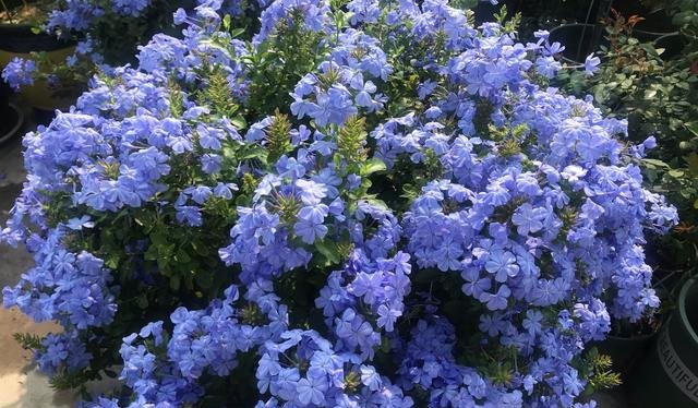  狂野：3种普通花，开花很狂野，最适合养阳台上，四季观花海