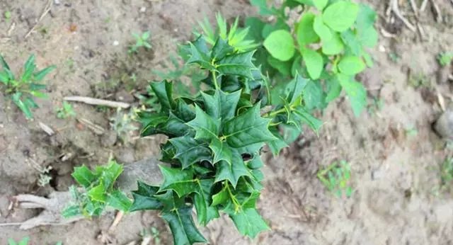  出门■农村老鼠多，农民伯伯用“它”治老鼠，放在老鼠洞口，不