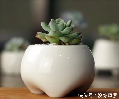  「打造」学会合理搭配盆栽土，给植物打造专用土，准备这几种材料就足够