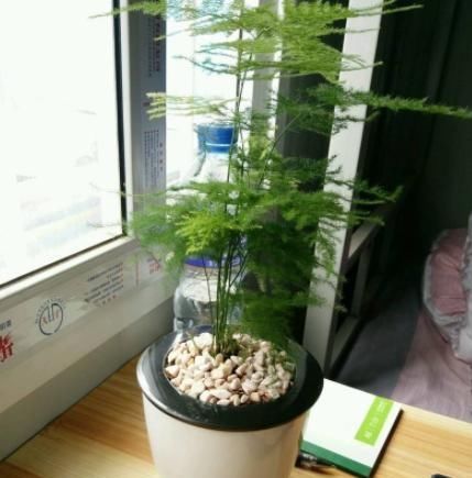  『药片』养文竹这样浇水，用家中常备的“药片”，一次一片，堪称完美