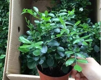  『冻不死』六种“冻不死”植物，沾土既活，放在家里满屋香！身体还会更健康