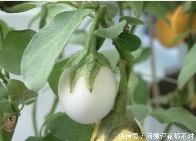  『种植物』像鸡蛋的“茄子”，被称为“白蛋茄”，阳台种植2盆，采摘一筐！