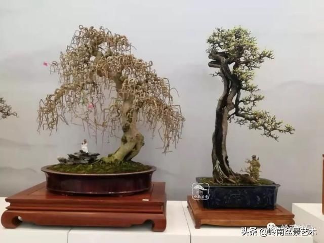  「作品」有年功的盆景，品相好，价值高！