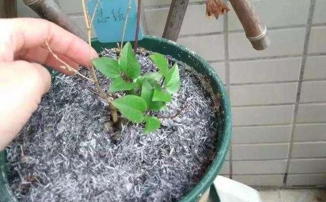 #杀菌剂#养花的杀菌剂?这3种也能代替,比多菌灵还强