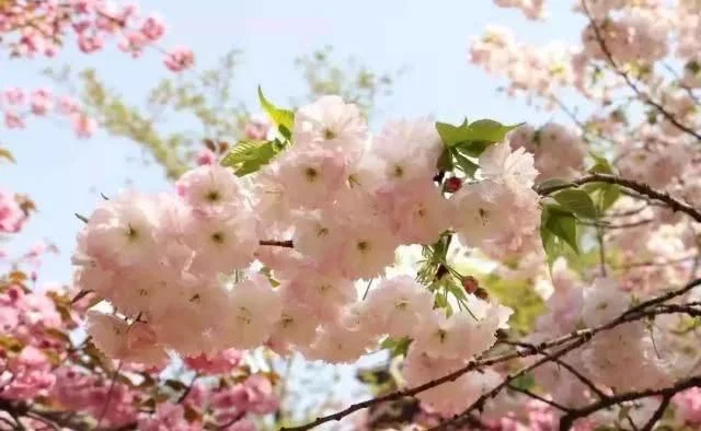 阳春三月,群芳争艳!来看西安这些“花花世界”的最佳踏春赏花指南