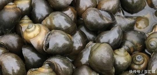 「吃货」中国吃货无能为力的福寿螺,到底是被谁消灭的