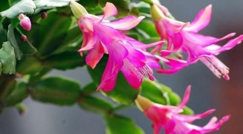  『秘密』栀子花、蟹爪兰开花不断的秘密“一种肥水”10天喷一次，全搞定