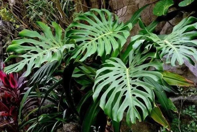 爱爆|这6种耐阴花,养了不上当,放在角落当摆设,蹭蹭爱爆盆