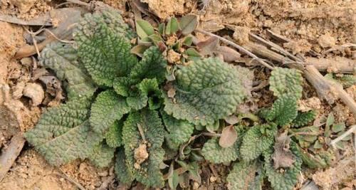  【殊不知】这种野草，因长满“疙瘩”，不受待见，殊不知价值如