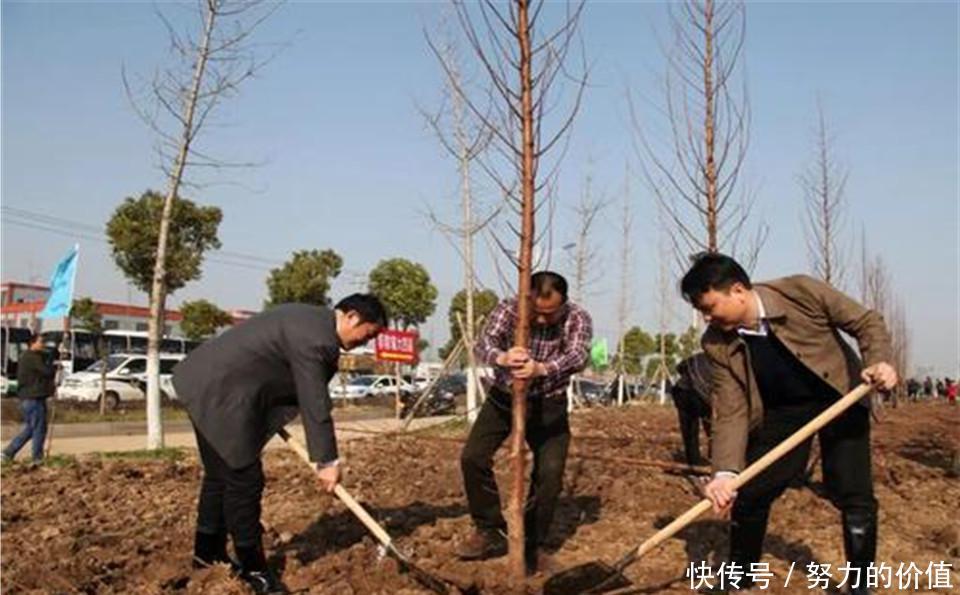  [种植]地球最能吸水的树，能长到将近五十层楼，为何中国却严令