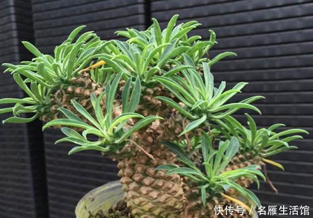  『植物』5种植物看了让人垂涎欲滴？不能食用，因为它们不是水果，是多肉