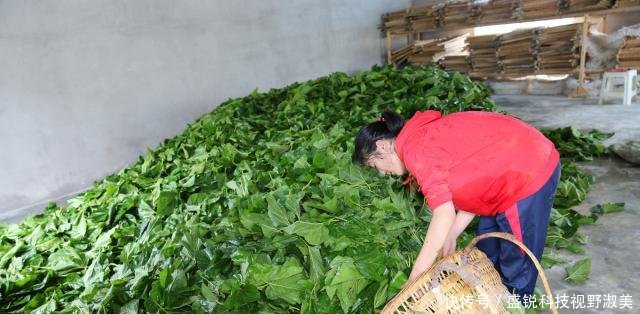  新房：40岁夫妻靠养蚕发家，花100万建养猪场，自己却舍不得盖新