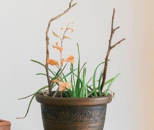  「春天」春天养花是门技术活：掌握4个诀窍，盆栽个个枝叶繁茂、开花多