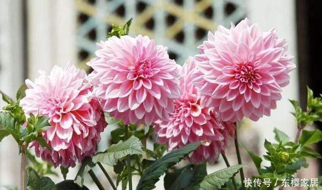 开出|这4种花遇到大太阳别遮阴,让它们使劲晒,呼呼开出满盆花