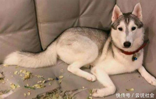  『卫生纸』狗狗最喜欢撕咬下面5样东西，宠主要看好，不然会让你“头疼”