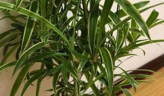利于吊兰:如何给吊兰盆栽补水?2点做到位,植株生长得旺盛、枝繁叶茂
