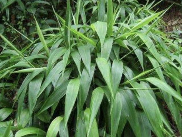  『观赏价值』叶片翠绿的“1种草”，被称为“淡竹叶”，比绿萝好看，还珍贵！