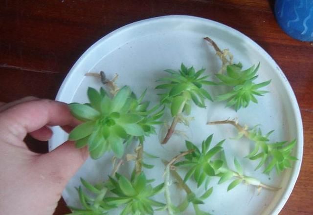  「阳光」家里养花，用这个妙招，一盆变成十盆，花盆都不够用了