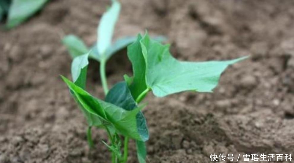 曾被外国禁止出口，后被人偷偷带回国，如今遍地没人要，拿去喂猪