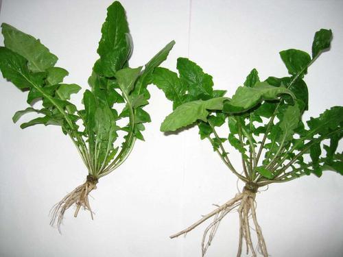 春天到可以去农村挖野菜了，但这几个地方最好不要去，农民记住了