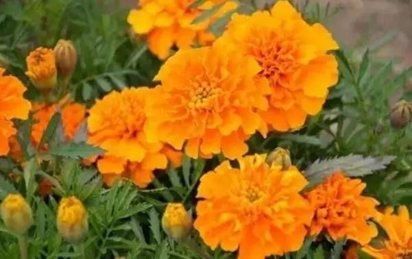 前方花海高能，这些花儿你能认出几种？