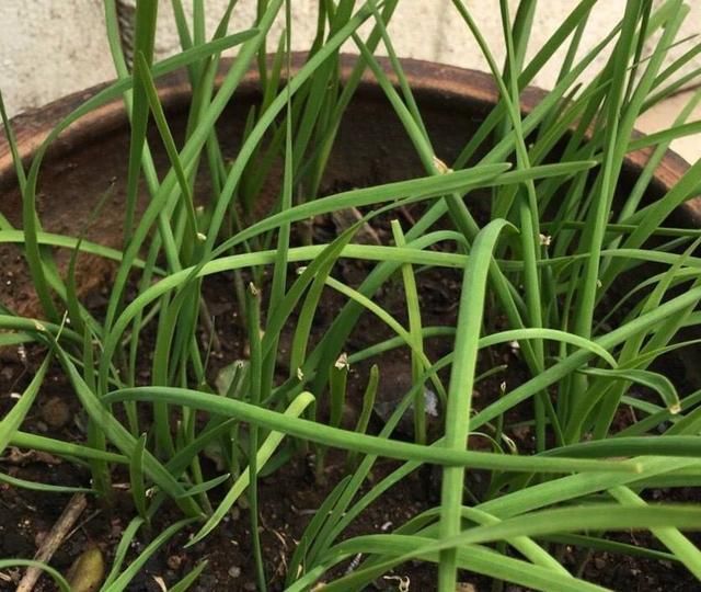 「营养」六种在家就可以种的菜，阳台种几盆，漂亮好吃有营养！