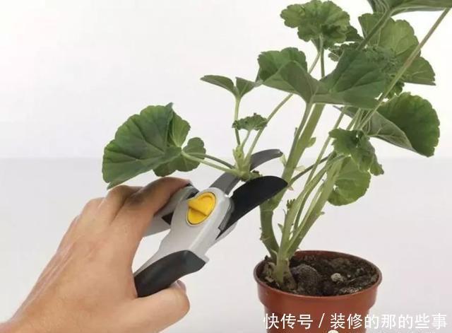 扦插|天竺葵扦插难、成活率低?注意这几点,生根快开花又大又艳