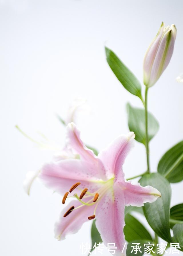  『鳞茎』“百合”谢花后，想分化植株？做好这几点，来年花期又能多几盆