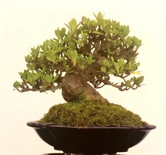  栀子花|栀子花制作盆景原来这么好看，真是万万想不到