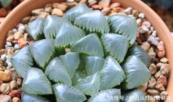  [盆栽]怎么养殖多肉盆栽长得快？3个小常识，让它比控水长得更好