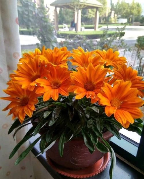  暗淡：这几款花卉，养在家里幽香暗淡，花大色艳花期长，满屋花香四溢