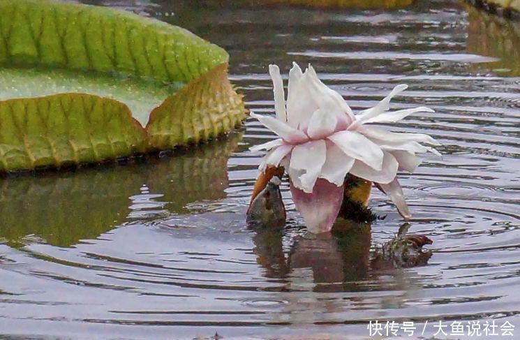 女孩公园游玩，发现水里荷花不对劲，拍照放大后，顿时大开眼界