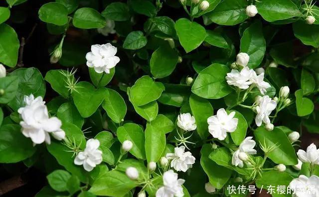  你家花草|阳台的花草“灰头土脸”，就用这4个方法清除，干净卫生长得快